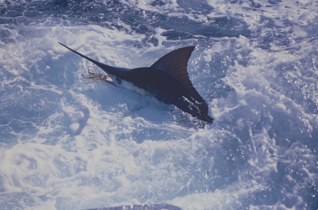  Pesca de marlin